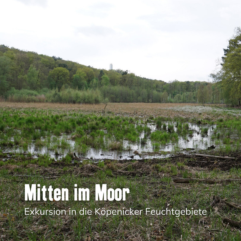 Titelbild Moorexkursion Köpenick
