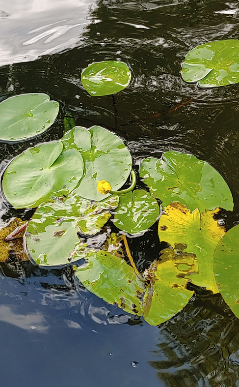 Wasserpflanze mit großen Blättern und gelber Blüte