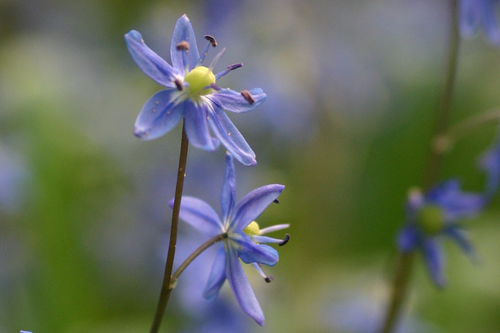 Schöner Blaustern