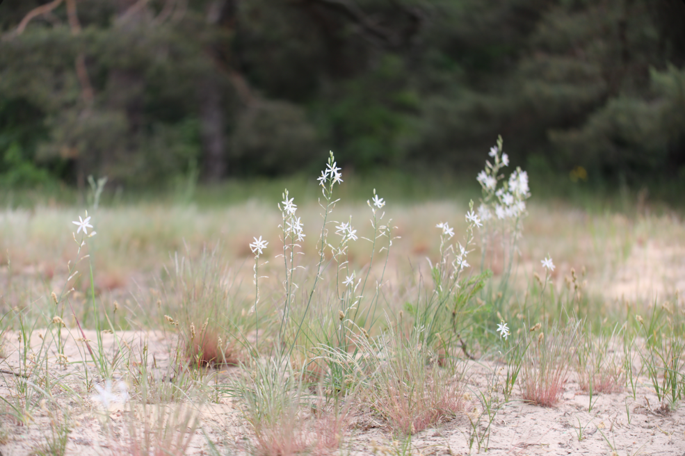 Eine Astlose Graslilie wächst auf sandigem Boden in den Püttbergen
