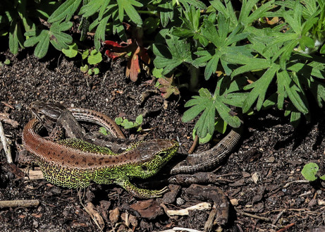 Vergrößern 15. Platz Zauneidechse