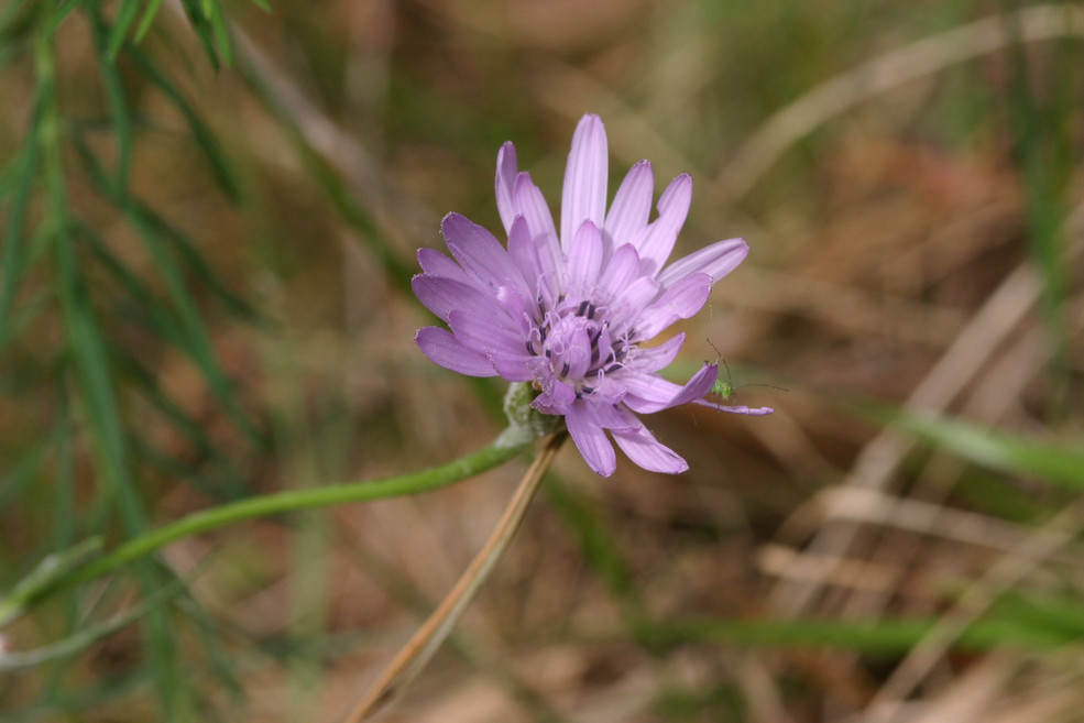 Violette Schwarzwurzel