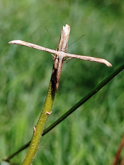 Ackerwinden-Federmotte