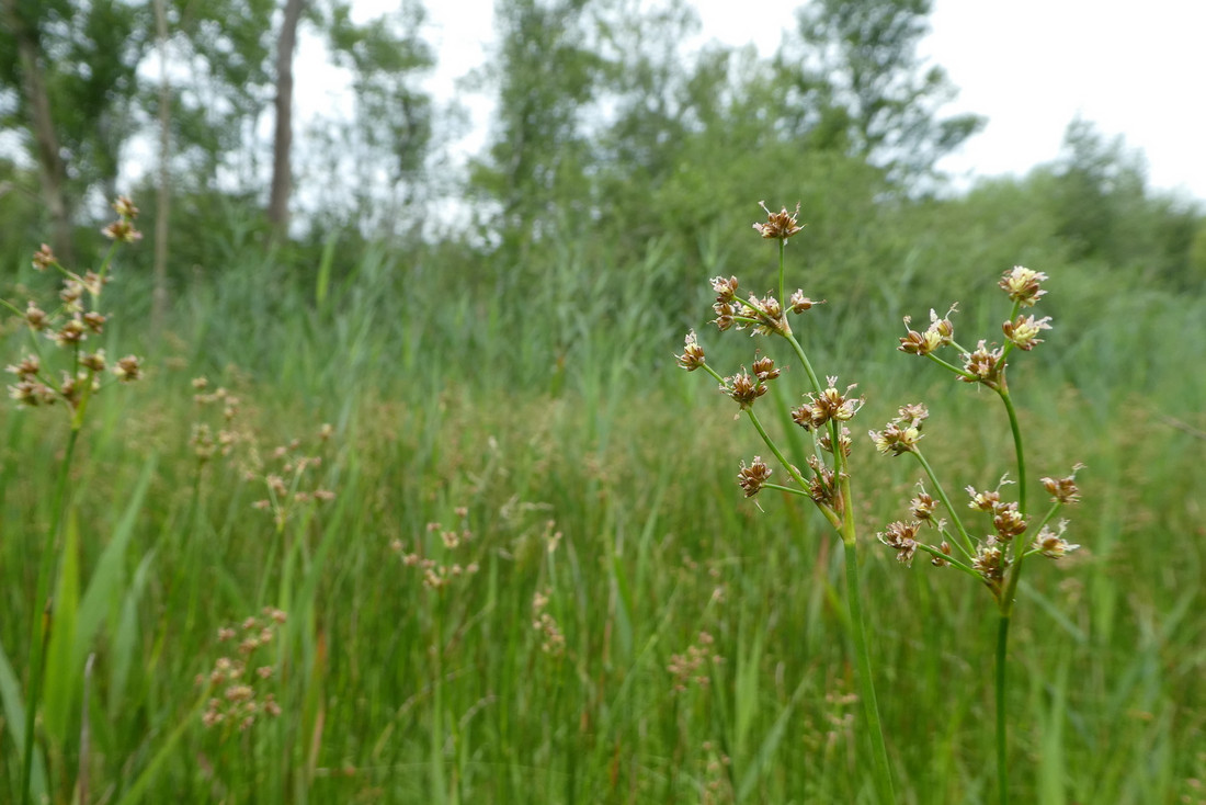 Pflanze des Monats Stumpfblütige Binse Stiftung Naturschutz Berlin