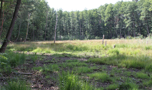 Vorschaubild Moorrenaturierung