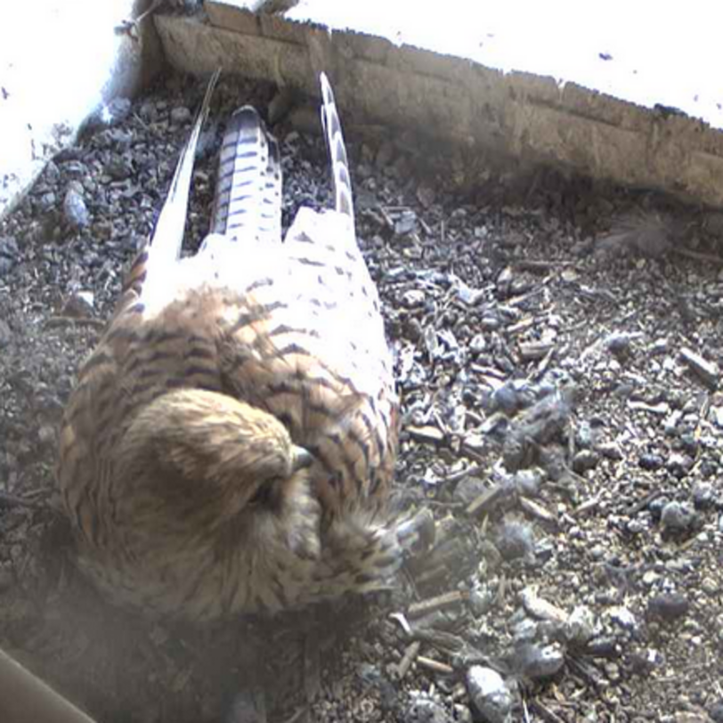 Vorschaubild Tumfalken Live-Kamera