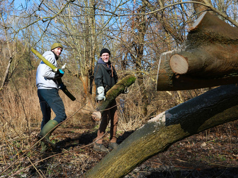 Ranger tragen Baumschnitt zusammen