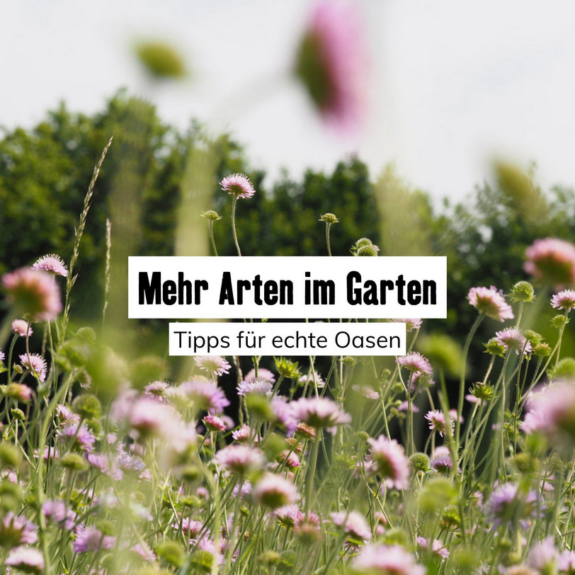 Auf einer Wiese blüht die rosafarbene Acker-Witwenblume