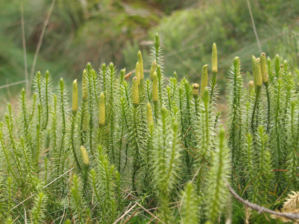 Sprossender Bärlapp