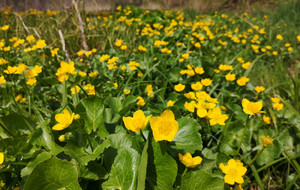 Sumpf-Dotterblume Sumpf-Dotterblume