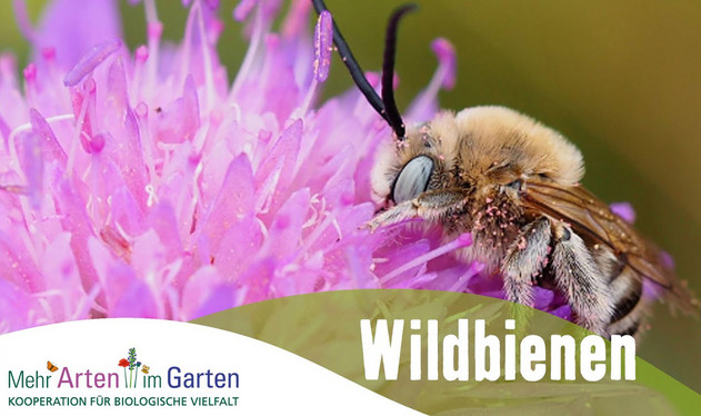 Vorschaubild zu Film Mehr Arten im Garten