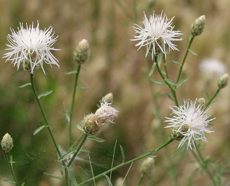 Sparrige Flockenblume