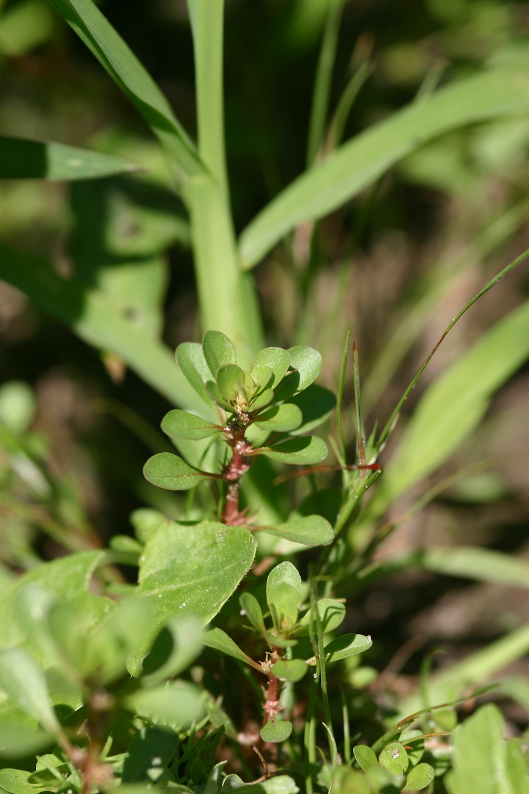 Pflanze des Monats Gewöhnlicher Sumpfquendel Stiftung Naturschutz Berlin