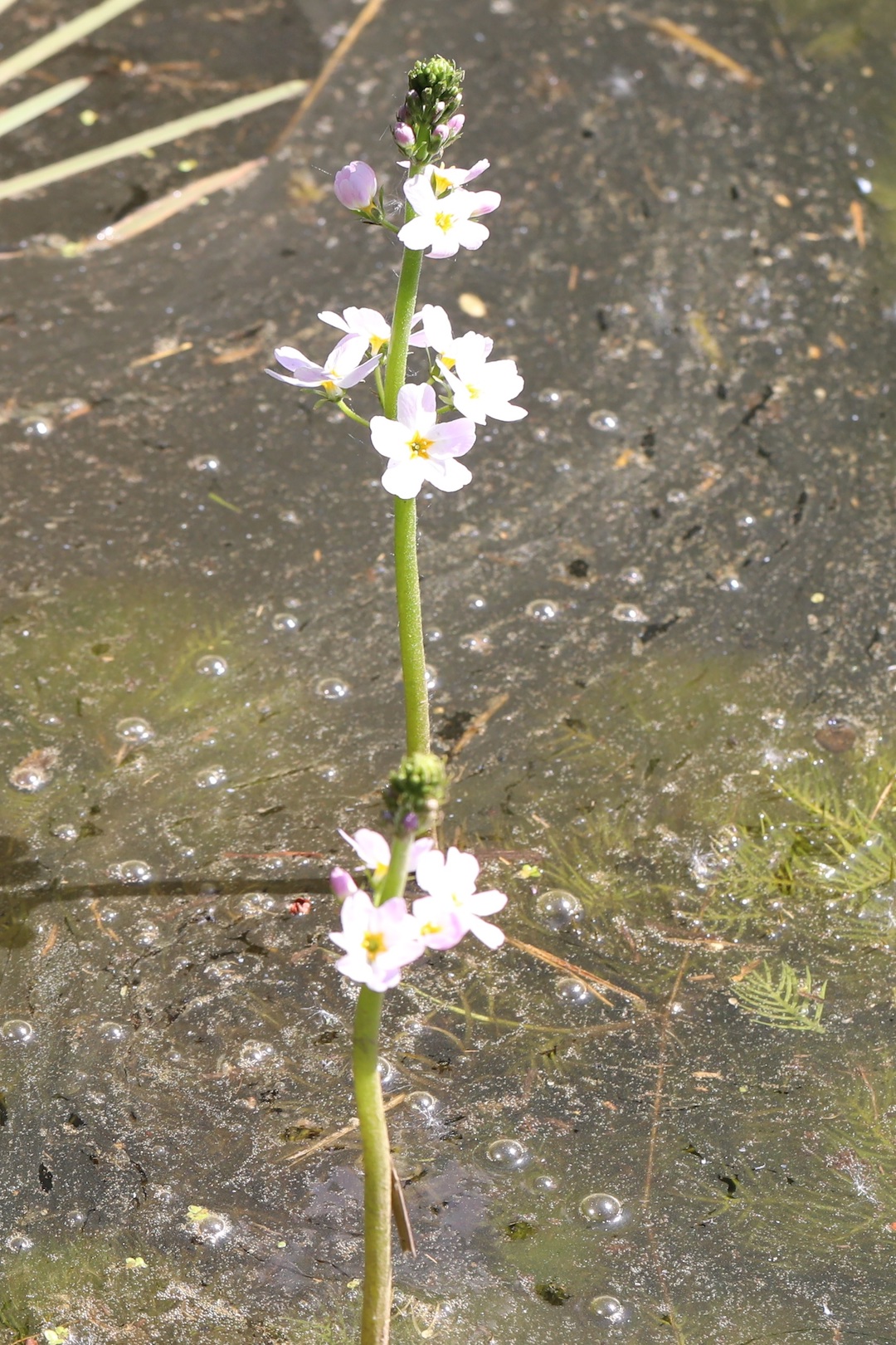 Wasserfeder 3er Set - Heimische Teichpflanze Hottonia Palustris Für Klare Gewässer (weiß-rosa Blüten)