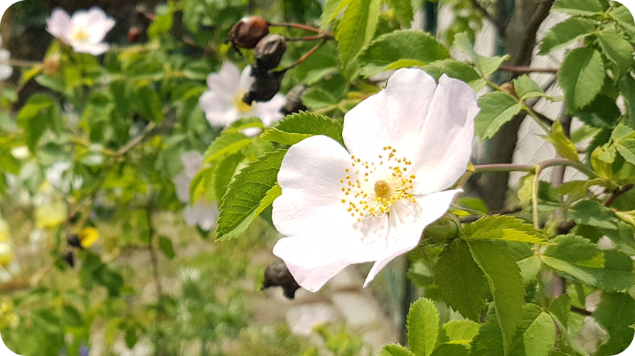 Vorschaubild Checkliste Wild- und Kulturpflanzen