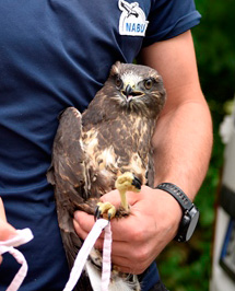 Mäussebussard auf dem Arm eines Nabu-Mitarbeiters