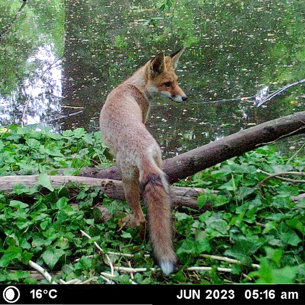 Ein Fuchs vor einem Gewässer ist zu sehen.