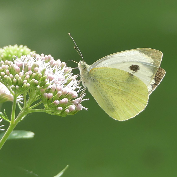Grüner Hintergrund, davor am linken Bildrand eine weiße Blüte der Pflanze Fette Henne mit weißem Schmetterling (Art Großer Kohlweißling)