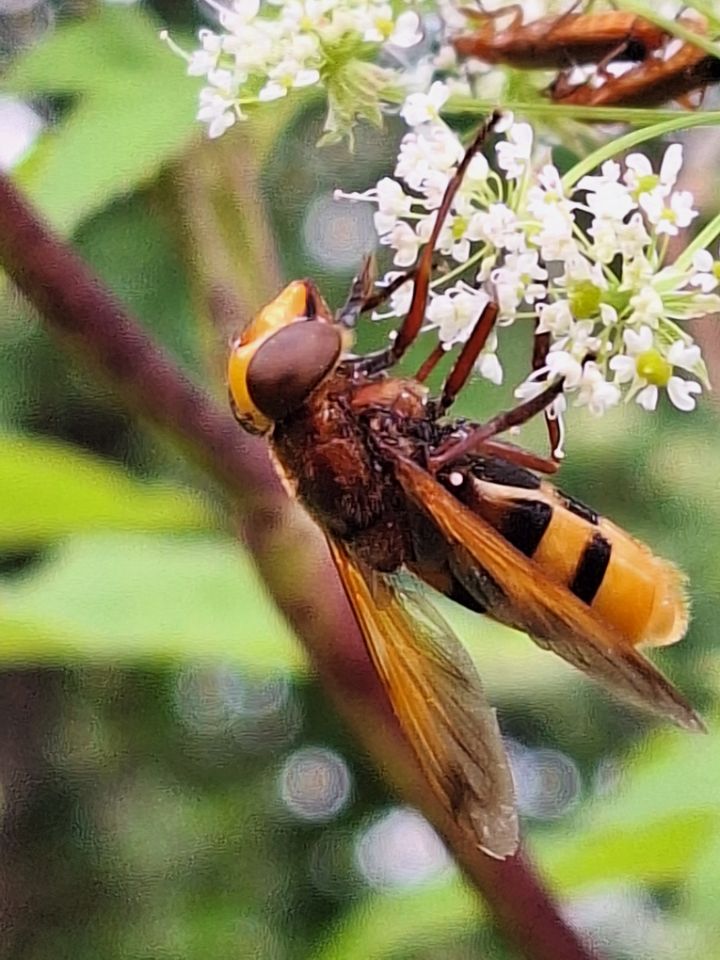 Hornissenschwebfliege