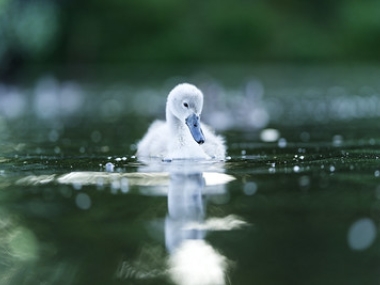Schwan im Wasser