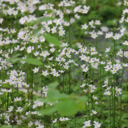 Weiße Blüten der Wasserprimel 