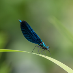 Eine blaue Libelle sitzt auf einem Schilfhalm.
